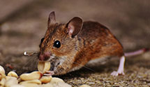 24 Hour & Emergency Exterminators in Hacienda Hts, CA